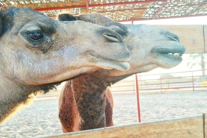 From Ica: Camel + buggy ride - Practical Tips for Travelers