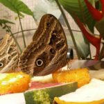 From Iguazú: Excursion to the Iguazú Biocenter - A Detailed Look at the Iguazú Biocenter Tour