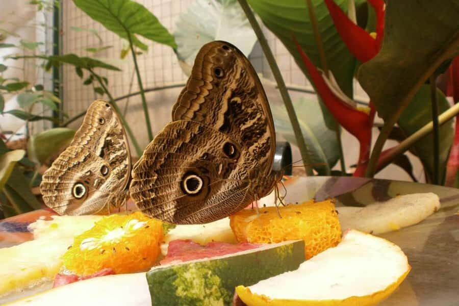 From Iguazú: Excursion to the Iguazú Biocenter - A Detailed Look at the Iguazú Biocenter Tour