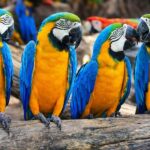 From Iquitos: 3-Day Amazon Jungle Adventure Trip - FAQ