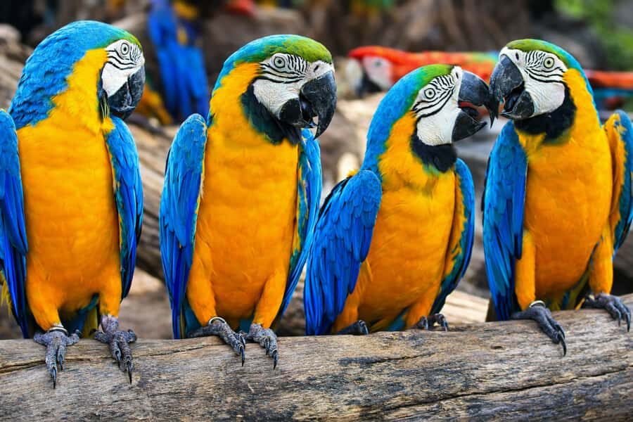 From Iquitos: 3-Day Amazon Jungle Adventure Trip - FAQ