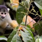 From Iquitos ||3-day tour Pacaya Samiria National Reserve || - Valuing the Experience: What Makes This Tour Special?