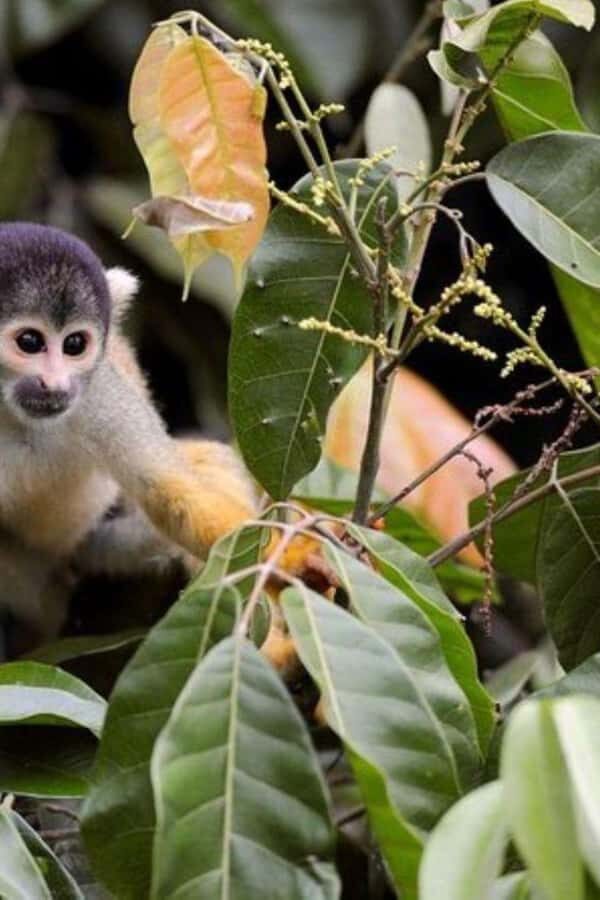 From Iquitos ||3-day tour Pacaya Samiria National Reserve || - Valuing the Experience: What Makes This Tour Special?