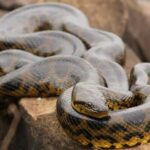 From Iquitos: 4-Day Amazon Jungle Camping Adventure Tour - The Practical Side: What to Expect and How to Prepare