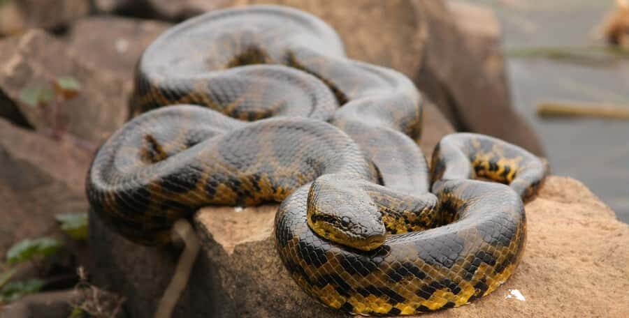 From Iquitos: 4-Day Amazon Jungle Camping Adventure Tour - The Practical Side: What to Expect and How to Prepare