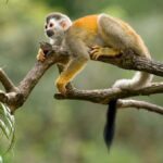 From Iquitos: Amazonas 3 Days 2 Nights - A Closer Look at the Itinerary