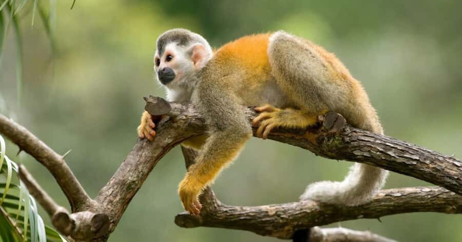 From Iquitos: Excursion to the Monkey Island |Full Day| - The Practicalities: What You Need to Know