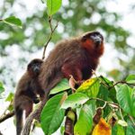 From Iquitos || Navigate the Amazon River - Full day || - Final Thoughts