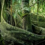 From Iquitos: Pacaya Samiria - 3 Day Amazon Jungle Tour - Exploring the Amazon: a Closer Look at the 3-Day Tour