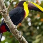 From La Fortuna: Río Celeste Waterfall, Tubing Tour and Lunch - Considerations