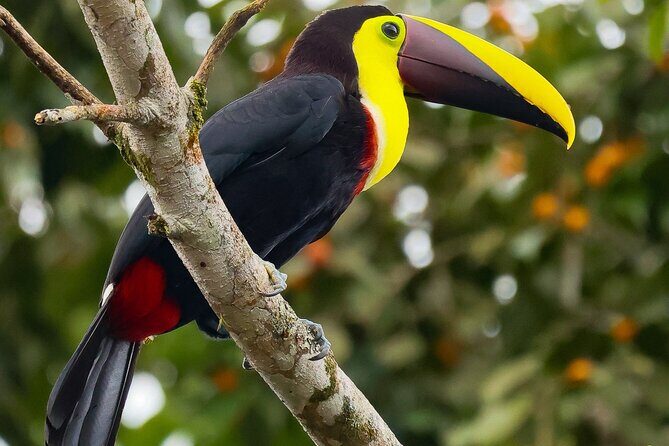 From La Fortuna: Río Celeste Waterfall, Tubing Tour and Lunch - Considerations