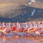 From La Paz: 4-day excursion to San Pedro de Atacama - Who Is This Tour Best For?