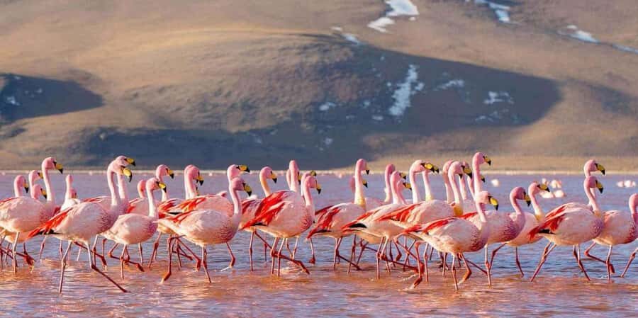 From La Paz: 4-day excursion to San Pedro de Atacama - Who Is This Tour Best For?