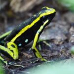 From Leticia: Wild Amazonas Adventure 4-Day Tour - Why This Tour Offers Great Value