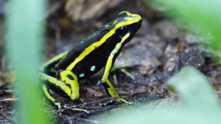 From Leticia: Wild Amazonas Adventure 4-Day Tour - Why This Tour Offers Great Value