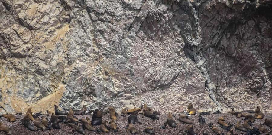 From Lima: 2 Days Paracas Ica Huacachina and vineyards - Whats Included and What to Consider