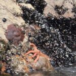 From Lima: Huacachina Oasis Day Trip with Buggy Ride - Who Should Consider This Tour?