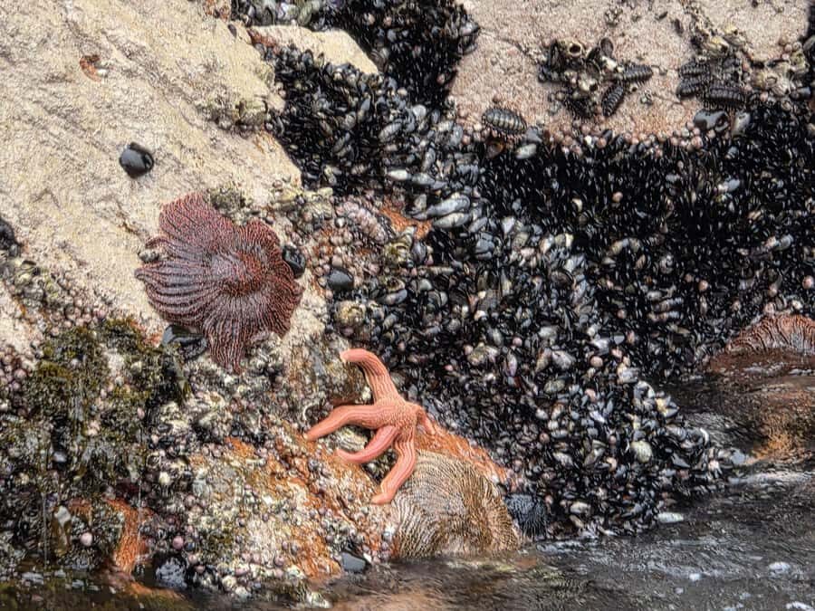 From Lima: Huacachina Oasis Day Trip with Buggy Ride - Who Should Consider This Tour?