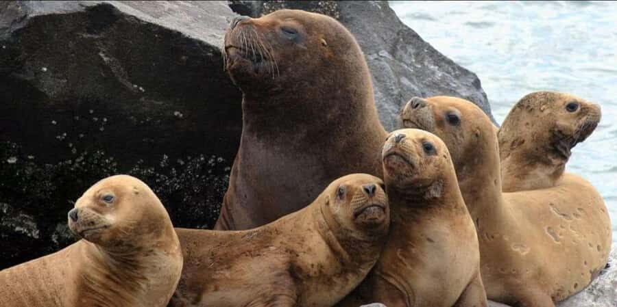 From Lima: Palomino Islands - Callao Bay Excursion Half day - A Deep Dive into the Palomino Islands Excursion