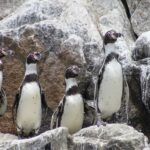 From Lima: Palomino Islands Speedboat Tour and Sea Lion Swim - Who Will Love This Tour?