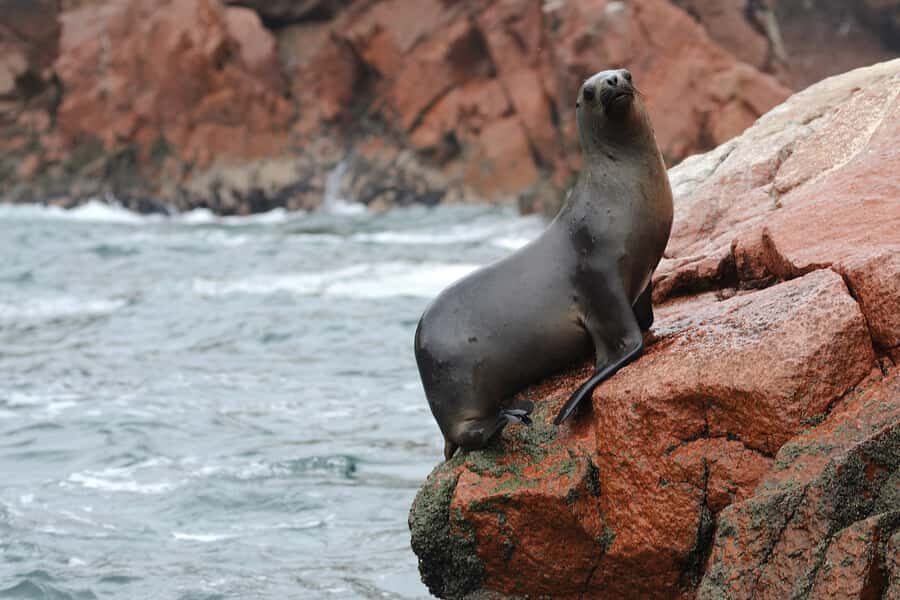 From Lima:Explore Lima,Cusco and Machupicchu in 6 days -Peru - The Value and Practicalities