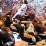 From Lima:Paracas Ballestas Islands and Ica Oasis 1 day Tour - The Ballestas Islands: Wildlife Wonderland