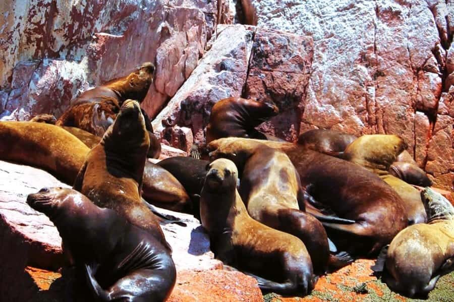 From Lima:Paracas Ballestas Islands and Ica Oasis 1 day Tour - The Ballestas Islands: Wildlife Wonderland