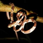 From Madre de Dios | Night walk in the Amazon Rainforest - Who Should Consider This Tour?