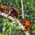 From Madre de Dios ||Night walk in the Amazon rainforest - Final Thoughts