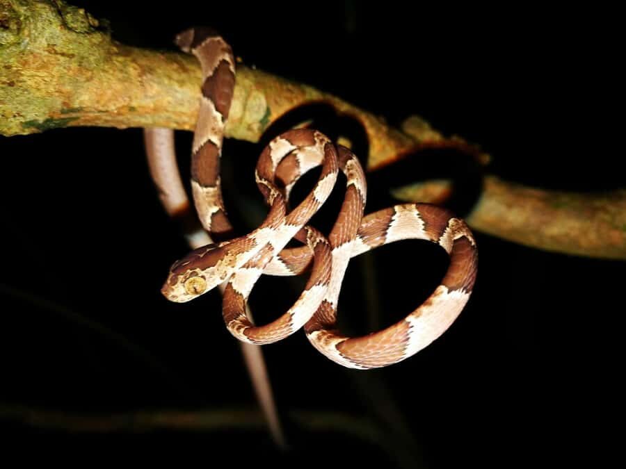 From Madre de Dios | Night walk in the Amazon Rainforest - Who Should Consider This Tour?
