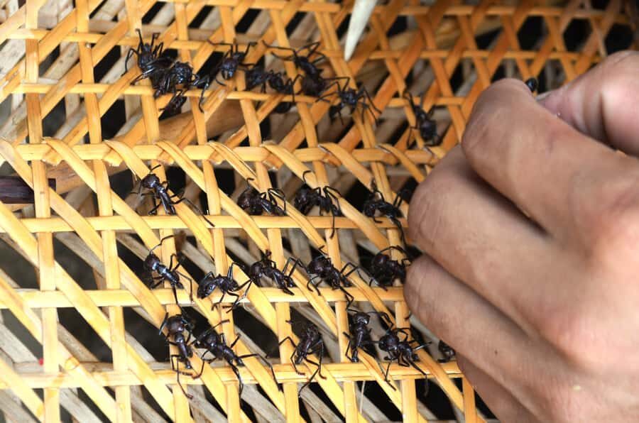 From Manaus: Tucandeira Ants Tribe Ritual Full Day Trip - What Makes This Tour Special?