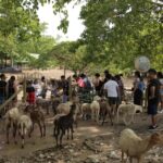 From Medellín: Day Trip to Hacienda Nápoles Theme Park - FAQ