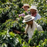 From Medellin: Guatapé and Coffee Private Day Tour - Detailed Breakdown of the Itinerary