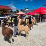 From Medellin: Guatapé & Peñol Rock with Boat & farm animals - The Value of This Tour