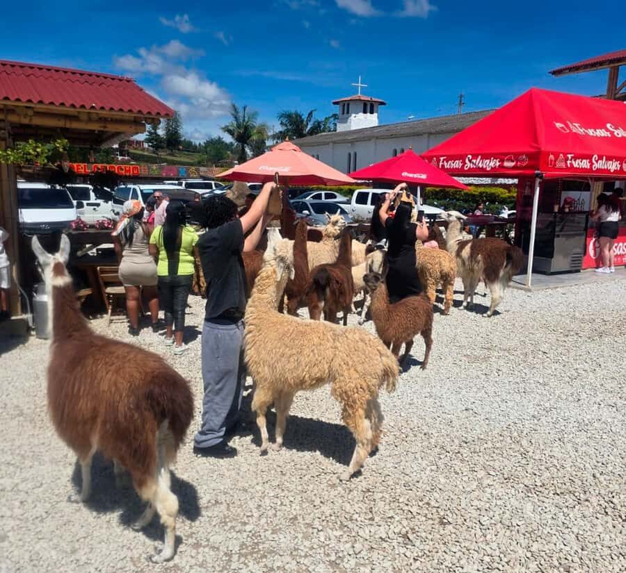From Medellin: Guatapé & Peñol Rock with Boat & farm animals - The Value of This Tour