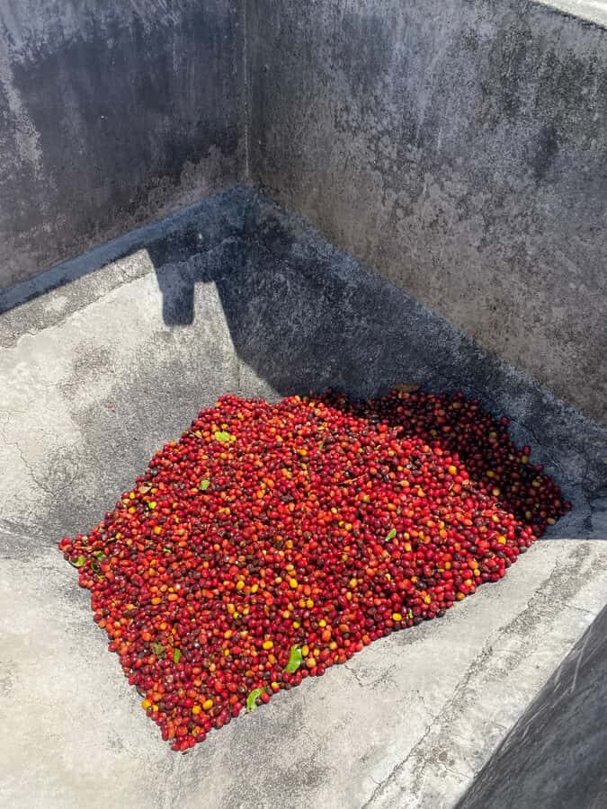 From Medellín: Jardín Coffee tour, optional Horseback Riding - Practicalities & Tips for Your Trip