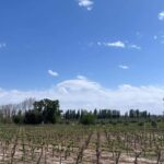 From Mendoza: 3 Wineries, Olive Oil Factory Tour & Tasting - The Sum Up