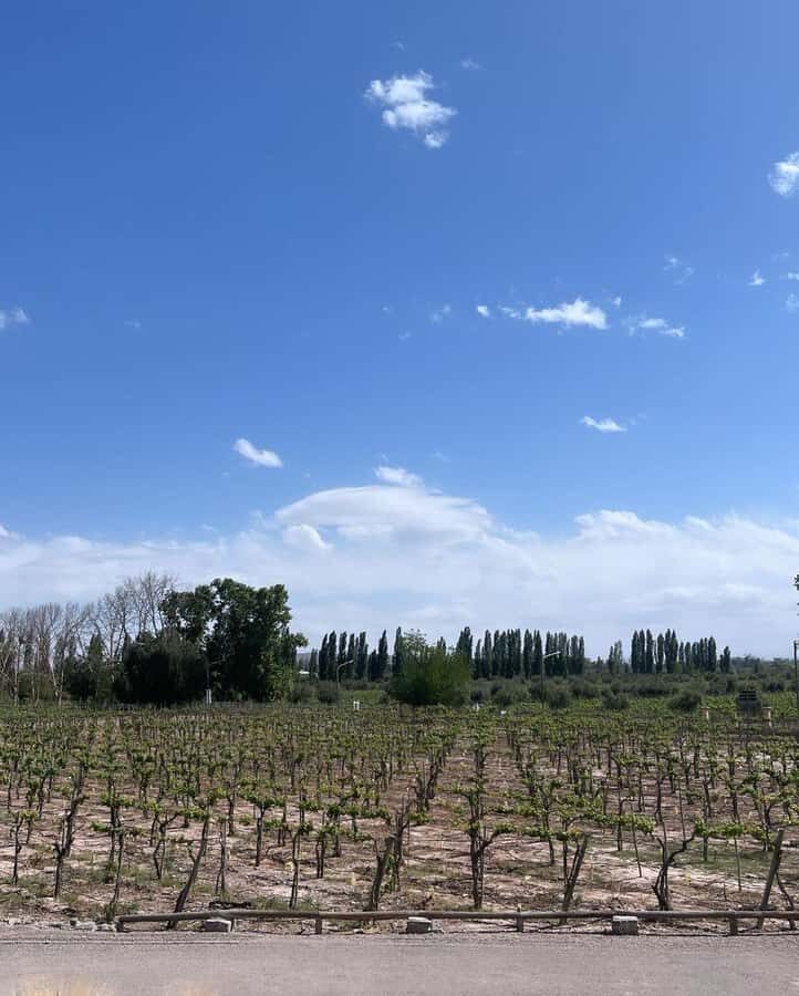From Mendoza: 3 Wineries, Olive Oil Factory Tour & Tasting - The Sum Up