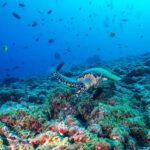 From Miami: Roundtrip Bimini Ferry with Hotel Transfers - The Sum Up