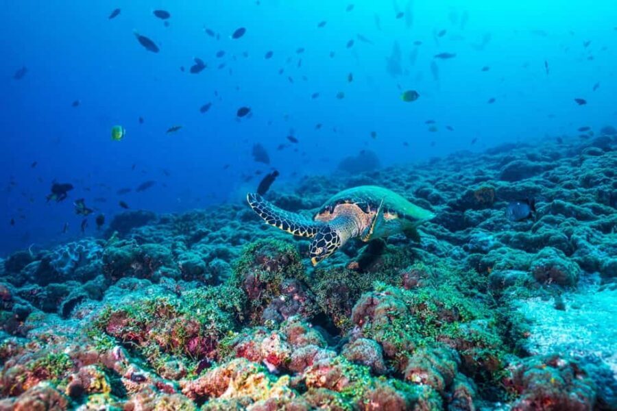 From Miami: Roundtrip Bimini Ferry with Hotel Transfers - The Sum Up