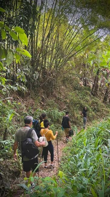 From Montego Bay/Falmouth: Coffee Farm Blue Mountain Hike - Who Would Love This Tour?