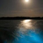 From Montego Bay: Luminous Lagoon Nighttime Boat Tour - Who Should Consider This Tour?