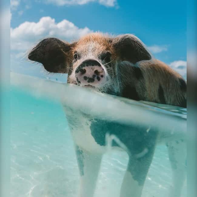 From Nassau: Swim with Pigs Safari - Who Will Love This Tour?