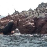 From Paracas: Ballestas Island Cruise & Paracas Reserve Tour - Why This Tour Offers Good Value