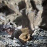 From Paracas: Explore the Natural Wonder of the Ballestas Islands - An In-Depth Look at the Ballestas Islands Tour