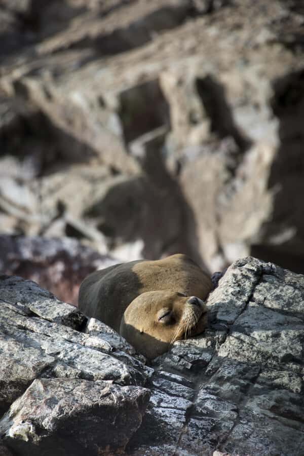 From Paracas: Explore the Natural Wonder of the Ballestas Islands - An In-Depth Look at the Ballestas Islands Tour