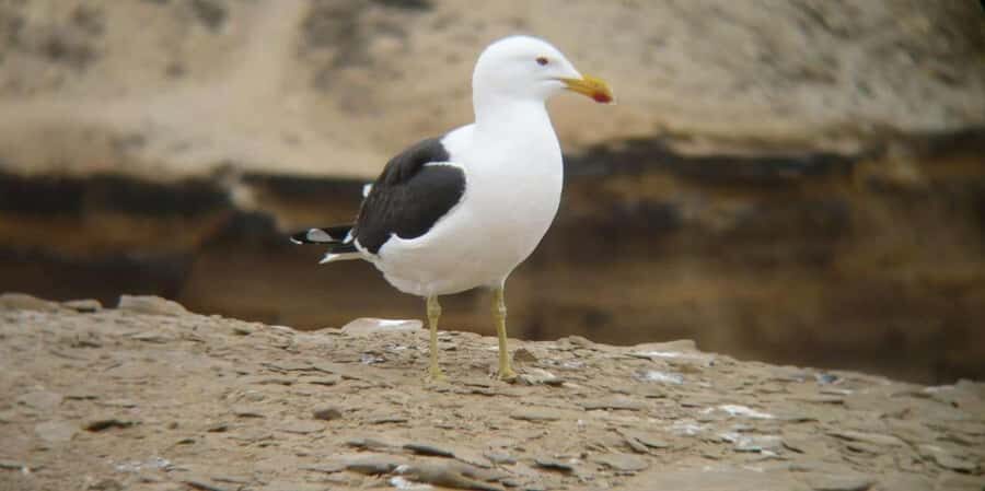 From Paracas: Private Tour Paracas National Reserve - Why This Tour Is a Great Choice