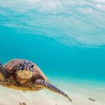 From Piura | Excursion to Mancora + Swimming with turtles - A Day in the Life: What to Expect