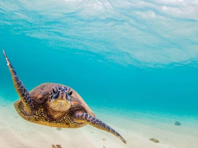 From Piura | Excursion to Mancora + Swimming with turtles - A Day in the Life: What to Expect