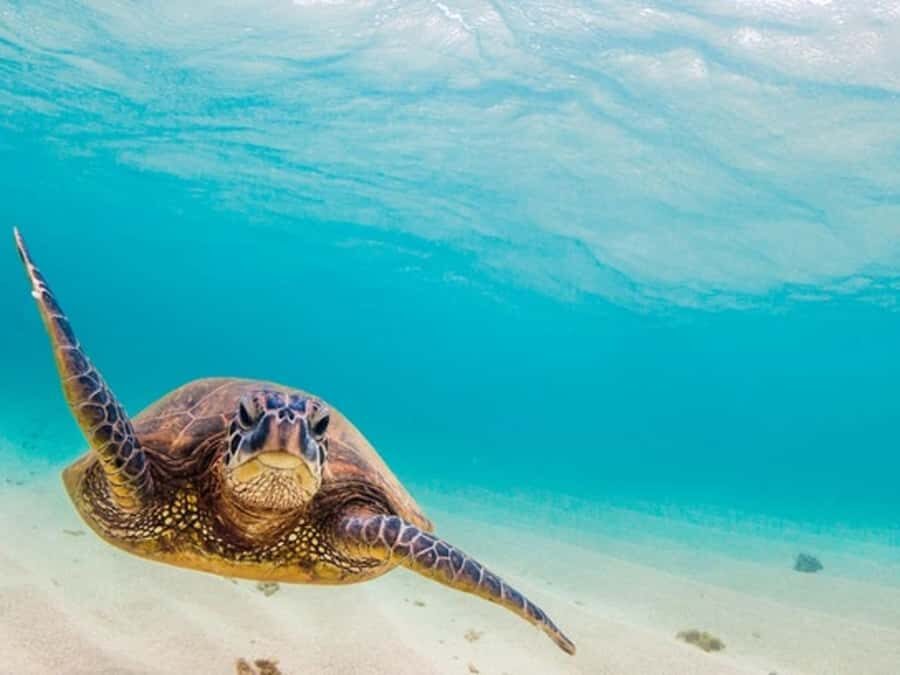 From Piura | Excursion to Mancora + Swimming with turtles - A Day in the Life: What to Expect